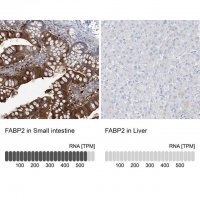 Anti-FABP2 antibody produced in rabbit 