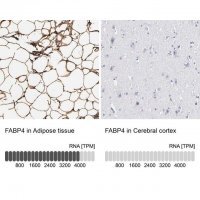 Anti-FABP4 antibody produced in rabbit 