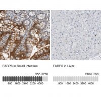 Anti-FABP6 antibody produced in rabbit