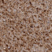 Anti-FABP7 antibody produced in rabbit 
