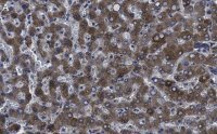 Anti-Factor IX Antibody, clone 1C9 ZooMAb� Rabbit Monoclonal 