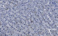 Anti-Factor IX Antibody, clone 1C9 ZooMAb� Rabbit Monoclonal 