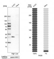 Anti-FADD antibody produced in rabbit 