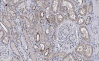 Anti-FADD Antibody, clone 11N7, ZooMAb� Rabbit Monoclonal 