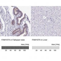 Anti-FAM107A antibody produced in rabbit