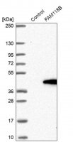 Anti-FAM118B antibody produced in rabbit 