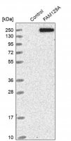 Anti-FAM129A antibody produced in rabbit HPA028231-100UL
