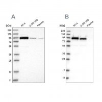 Anti-FAM129B antibody produced in rabbit