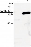Anti-FAM134B (lumenal) antibody produced in rabbit 