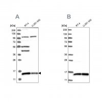 Anti-FAM136A antibody produced in rabbit
