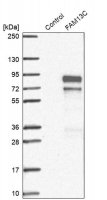 Anti-FAM13C antibody produced in rabbit 