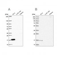 Anti-FAM162A antibody produced in rabbit 
