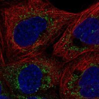 Anti-FAM162A antibody produced in rabbit 