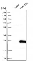 Anti-FAM163A antibody produced in rabbit HPA010778-100UL