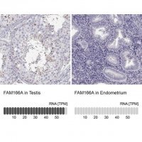 Anti-FAM166A antibody produced in rabbit 