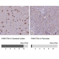 Anti-FAM173A antibody produced in rabbit 