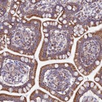 Anti-FAM186B antibody produced in rabbit 