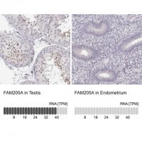 Anti-FAM205A antibody produced in rabbit 