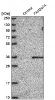 Anti-FAM207A antibody produced in rabbit 