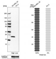 Anti-FAM213A antibody produced in rabbit HPA024565-100UL