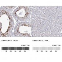 Anti-FAM216A antibody produced in rabbit 