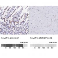Anti-FAM3C antibody produced in rabbit 