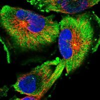 Anti-FAM45A antibody produced in rabbit