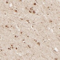 Anti-FAM50A antibody produced in rabbit 