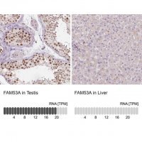 Anti-FAM53A antibody produced in rabbit 