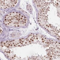 Anti-FAM53A antibody produced in rabbit