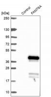 Anti-FAM76A antibody produced in rabbit HPA044762-100UL