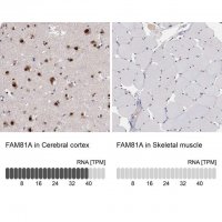 Anti-FAM81A antibody produced in rabbit 