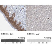Anti-FAM83B antibody produced in rabbit 