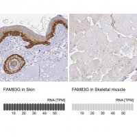 Anti-FAM83G antibody produced in rabbit 