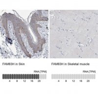 Anti-FAM83H antibody produced in rabbit HPA024505-100UL