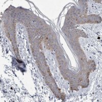 Anti-FAM83H antibody produced in rabbit HPA024505-100UL