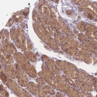 Anti-FAM84B antibody produced in rabbit 