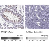 Anti-FAM92A 
