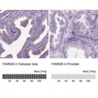 Anti-FAM92B antibody produced in rabbit 