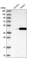 Anti-FANK1 antibody produced in rabbit HPA038413-100UL