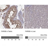 Anti-FARSB antibody produced in rabbit 