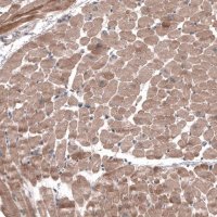 Anti-FASTKD1 antibody produced in rabbit