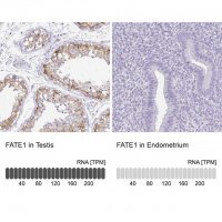Anti-FATE1 antibody produced in rabbit 