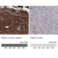 Anti-FBLN1 antibody produced in rabbit 