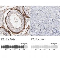 Anti-FBLN2 antibody produced in rabbit 