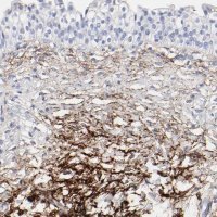 Anti-FBLN2 antibody produced in rabbit 