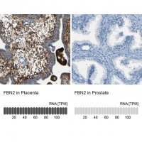 Anti-FBN2 antibody produced in rabbit 