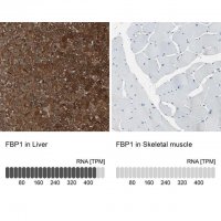 Anti-FBP1 antibody produced in rabbit 