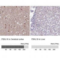 Anti-FBXL16 antibody produced in rabbit HPA056354-100UL