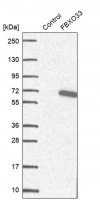 Anti-FBXO33 antibody produced in rabbit HPA046657-100UL